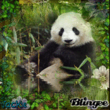 *~ Panda ~*