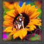DAISEY FAIRY