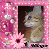  ♛ 1. PLATZ - Bestes Tier Blingee ~ by Nina ♛