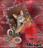 Phoebe1