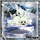 Baby Seals