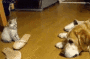 funny cat