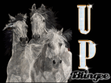 Horses