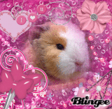 Cute Guinea Pig In Pink Deco!
