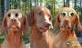 funny dogs