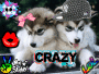 chloelittlewood123456789