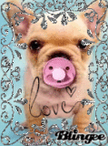 perro