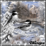 Birds in the winter