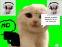 funny cat