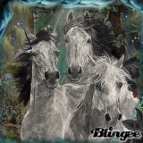 Caballos