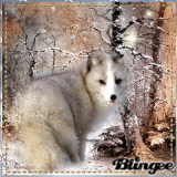 fox in a winter snowy forest