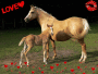 Acassia et Shana