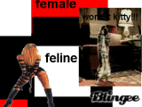 female vs feline