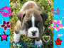 puppy  and  dog  lovers