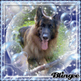 mein hund rondo