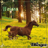 Brown horses!!!!!!!!!!!!!!!!!!!!!!!!!!!!!!!!!!!!!!!!!