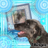 Mi perrito Toby!!!!!!!