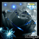 Rose bleue