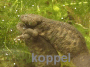 koppel