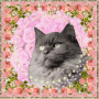 Cat lover's