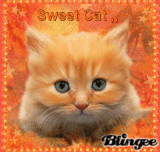 Cat in Orange.