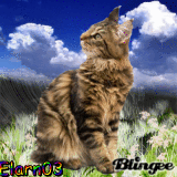Kitty-Cat In Flower Field - Elarn03