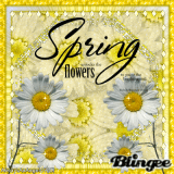Yellow- Spring Daisy Flowers ((alwaysanangel69))©®