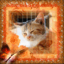 Gatti...Lo specchio dell anima <3