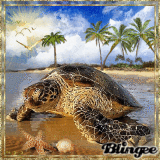 ☼♥☼ TURTLE ☼♥☼