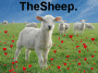 TheSheep
