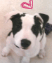 bandit
