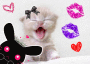 gatito