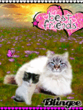 cats