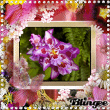 ORQUIDEAS
