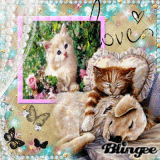 chien et chat (♥♥sellygomez♥♥)