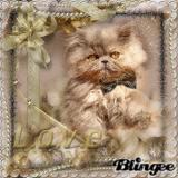 Cat - Love