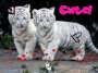 Little Kitties