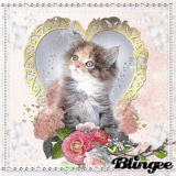 Kitten
