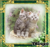 GREEN CATS