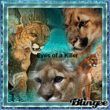 eyes of a killer-puma-predatory animal challenge