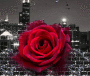 rose a New York