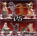 Cats vs Dogs :))