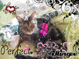 mon chat reglisse
