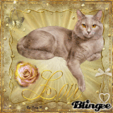 A Beautiful Cat!