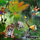 Jungle Morning