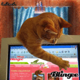 blingee fever
