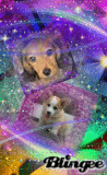 Fave Doggies!