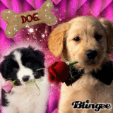 Dog!!! Ke teneriii!!!