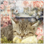 sweet kitty sweet kitty