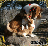 Collies and cats love 